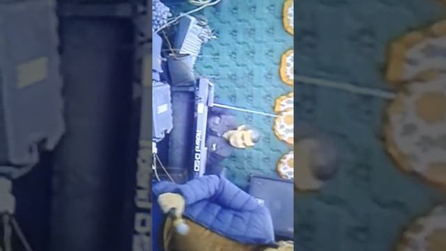 Ilqar tovuzlu смотреть онлайн