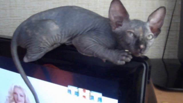 Канадский сфинкс Гизма греется на TV смотреть онлайн