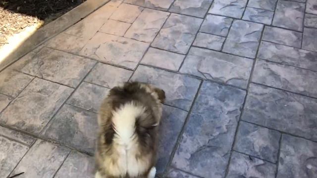Kona the PomSki смотреть онлайн
