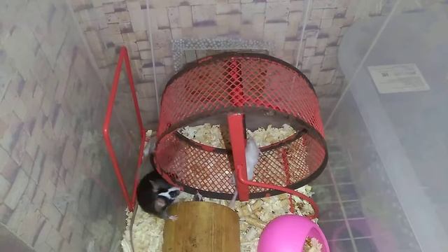 Сатиновые мыши бегают в колесе смотреть онлайн