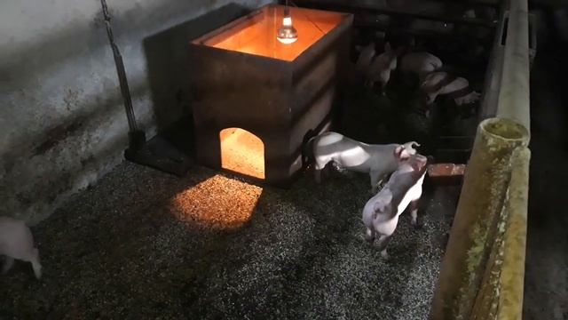 Итоги подкормки поросят, заменителем молока свиноматки. смотреть онлайн