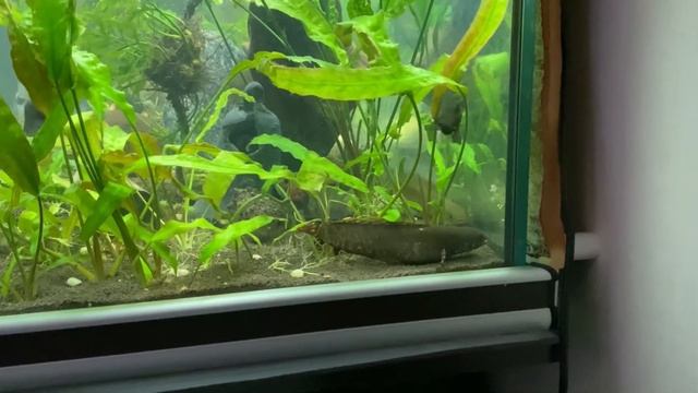 Агрессия со стороны змееголова красная луна к змееголову блехера. смотреть онлайн