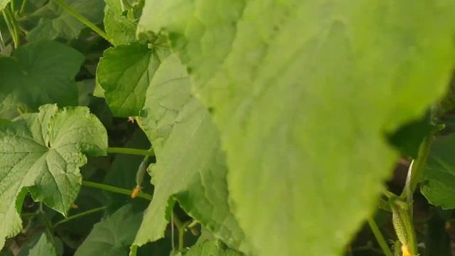 Обзор огурцов КУРАЖ f1, БАРАБУЛЬКА f1 и ТЁЩА f1. смотреть онлайн