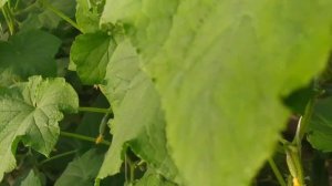 Обзор огурцов КУРАЖ f1, БАРАБУЛЬКА f1 и ТЁЩА f1.