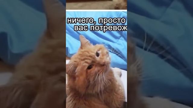 Мемы есть мемы #приколы #мемы #мем #лютыеприколы #школа #троллинг смотреть онлайн