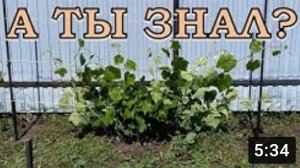 ШПАЛЕРА для ВИНОГРАДА пошагово!???