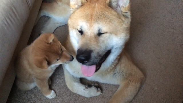 Акита и шиба играют/Akita And Shiba Playing