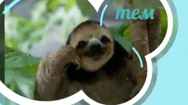 Ленивцы смотреть онлайн