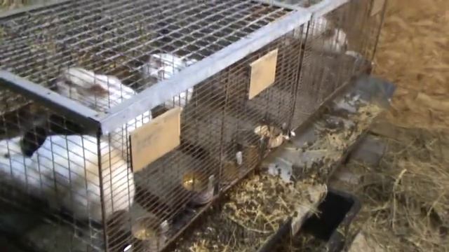 Клетка для Кролика самца смотреть онлайн