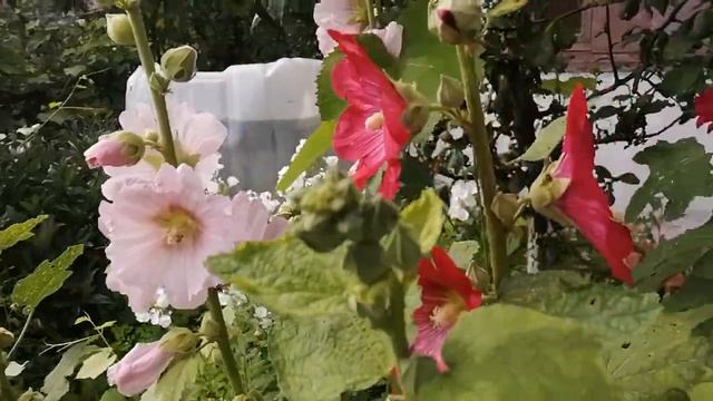 Мальва в поэзии, стихи, Валерий Гулянов смотреть онлайн