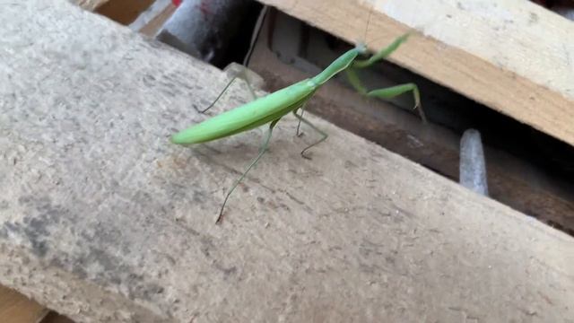 Богомол. Мир насекомых. Insect praying mantis.