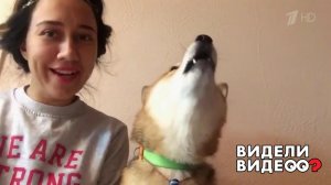 Сиба-ину с идеальным музыкальным вкусом. Видели видео? Фрагмент выпуска от 07.01.2020