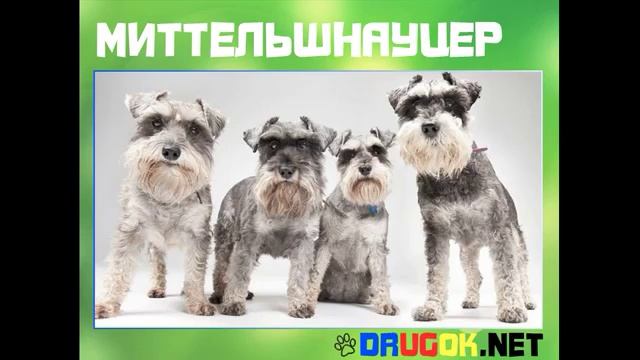 Миттельшнауцер - Немецкая порода смотреть онлайн