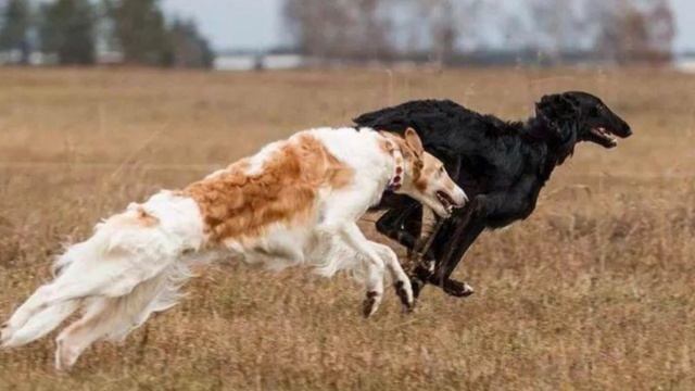 Визуализация стихотворения А.С.Пушкина: «Осень» смотреть онлайн