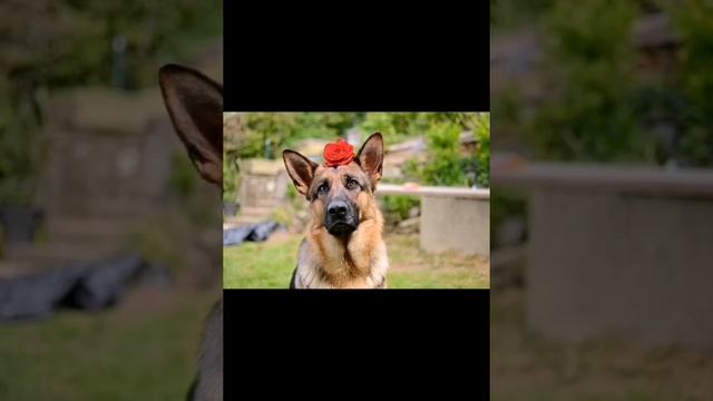 Всё о породе немецкая овчарка смотреть онлайн