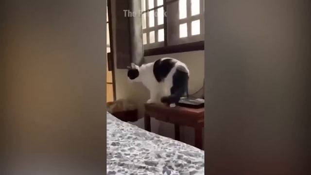 [1 Hour] Funniest Animals 2023 ? Funniest Cats and Dogs ?? смотреть онлайн