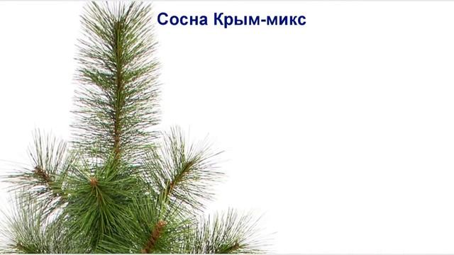 Искусственные елки в розницу - Начни свой бизнес! Доставка по всей России! смотреть онлайн