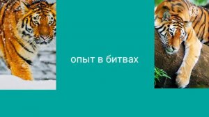 амурский тигр против бенгалского тигра
