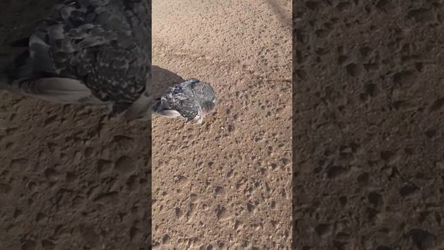 Голубь чётенько сдох, но это не точно смотреть онлайн