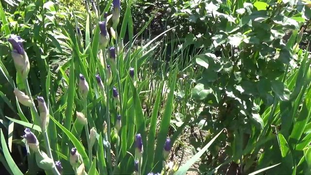 Дача. Обзор сада. ) Желтый и коралловый пионы. смотреть онлайн