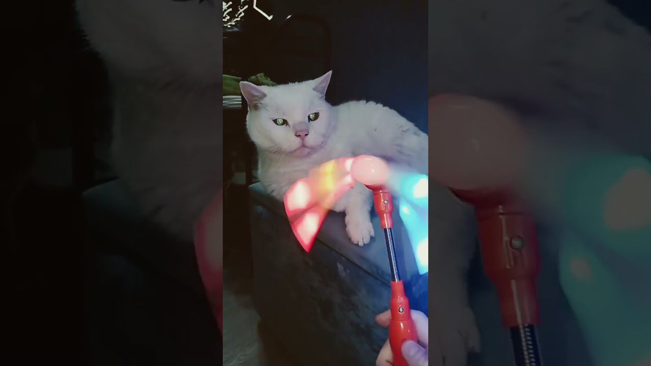 Котенок или деньги? #shorts смотреть онлайн