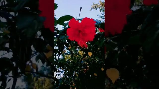 Garden Plant | Hibiscus rosa-sinensis | Malvaceae family | Common Name gurhal смотреть онлайн