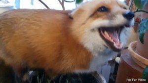 ЛИ СЯО. Алиса - Лиса. Ругается за горшок