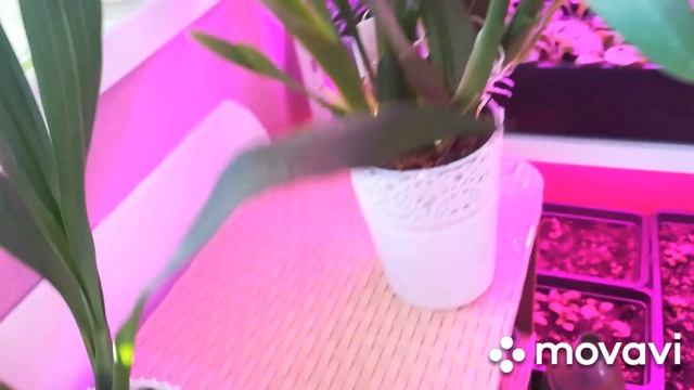 Орхидеи ?чем отличаются камбрия и зигопеталлум? ? смотреть онлайн