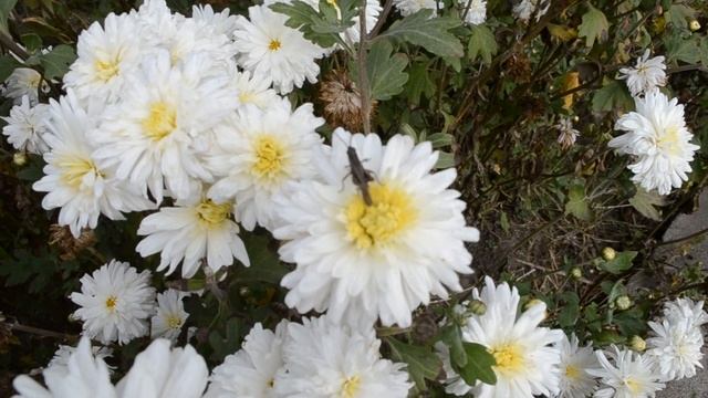 ФУТАЖ Осень Осенние цветы хризантемы Белые хризантемы смотреть онлайн