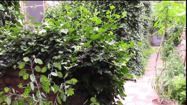 ПЛЮЩ ВЬЮЩЕЕСЯ РАСТЕНИЕ В ФИТОДИЗАЙНЕ. КАК ЧАСТО СТРИЧЬ ПЛЮЩ!? смотреть онлайн