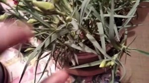 Гвоздика низкорослая.Начинаю черенкование.