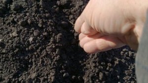 Лук - батун.  Выращивание из семян