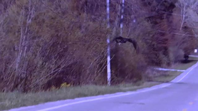 Vulture Test Camera Settings/ New old Camera. Canon SX710 HS смотреть онлайн