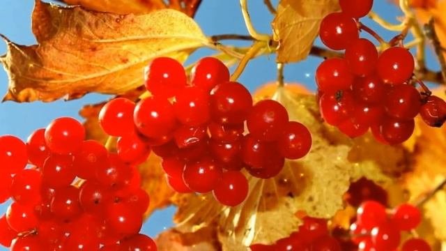 ОСЕНЬ ЗОЛОТАЯ В ГОСТИ К НАМ ПРИШЛА! ВСТРЕЧАЕМ ОСЕНЬ! смотреть онлайн