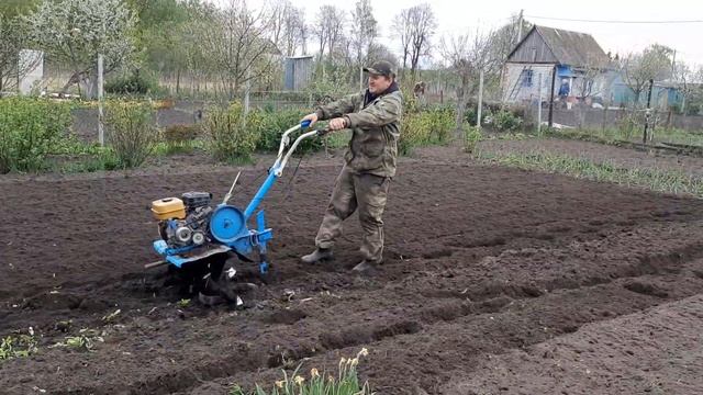Культивирую мотоблоком Нева, на даче у Кума! смотреть онлайн