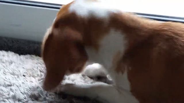 Beagle bicolor brincando com mosca смотреть онлайн