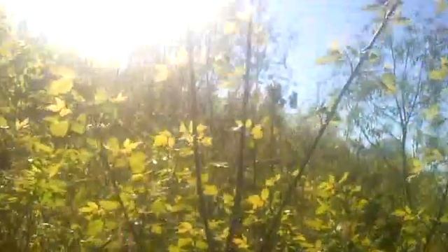 Откос. Птички поют