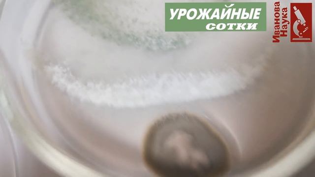 Какую же триходерму использовать для защиты? Какая же разная она - триходерма! смотреть онлайн