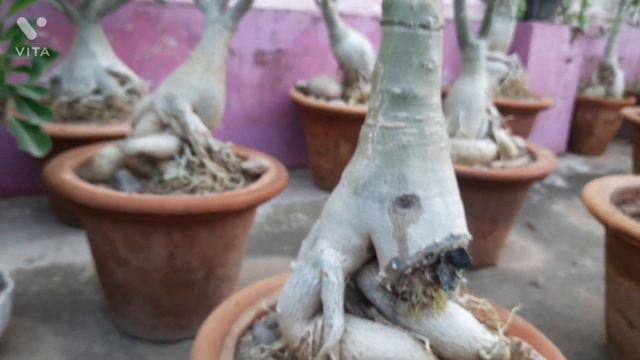 ADENIUM RAIN CARE / CAUDEX AND FLOWERING BOOSTER FERTILIZER смотреть онлайн