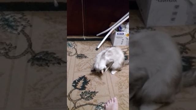 "Люблю я макароны..." смотреть онлайн