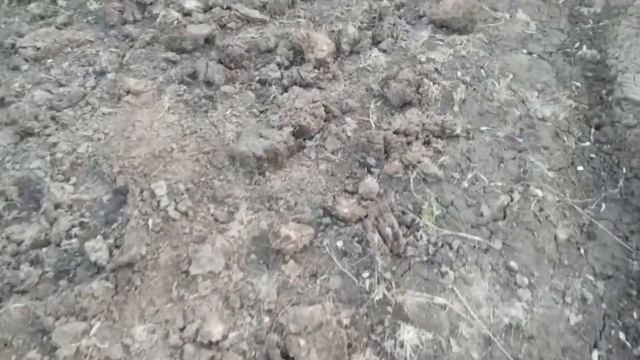 О чесноке и курином помёте смотреть онлайн