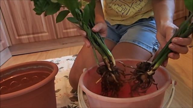 Пересадка Замиокулкаса, а еще его называют Долларовое дерево. смотреть онлайн