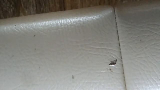 Вот такая кровать своими руками.