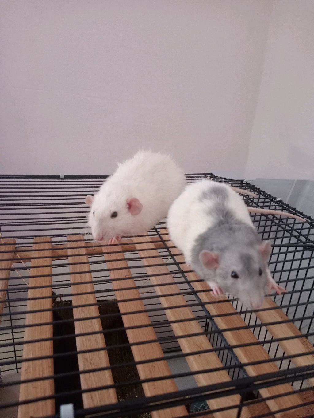 Крысы смотреть онлайн