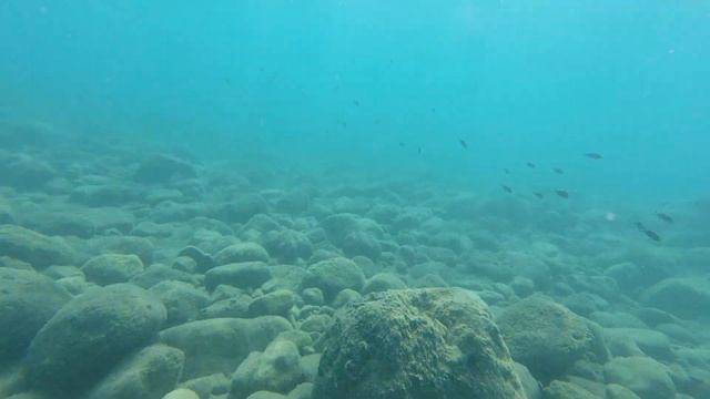 Акваживность... Рыбки черные с вилкообразными хвостиками, , Средиземное море смотреть онлайн