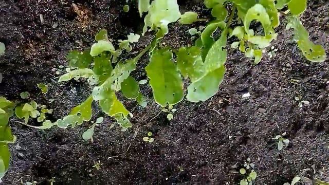 Руколла после обработки средством Искра против 62 насекомых вредителей, спустя 2-3 дня смотреть онлайн