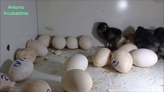 Incubación en incubadora de huevos casera смотреть онлайн