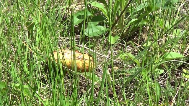 В майском лесу. смотреть онлайн