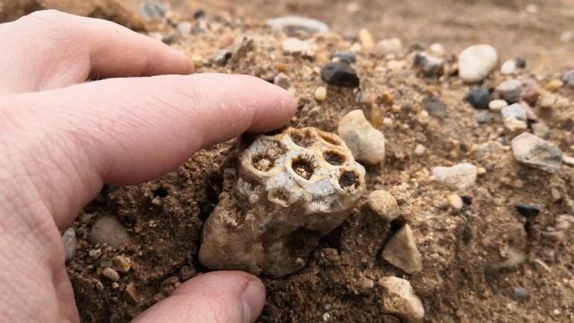 Дачные зарисовки 2020 #3. Вечерние прогулки, артефакты Земли, уроки Ботаники. смотреть онлайн