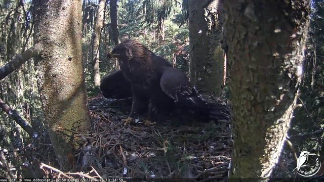 Mazais ērglis~Anna brings a frog for Rota~10:32 a.m. 2022/08/12 смотреть онлайн